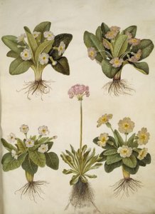Primula vulgaris (nagyvirágú kankalin hibridje); Primula farinosa (virágzó tehénborsó) alkotó: Hans Simon Holtzbecker