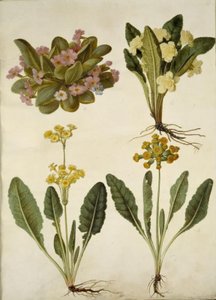 Primula vulgaris (farsangi tehénpajzs); Primula vulgaris (nagyvirágú kankalin hibridje); Primula veris (üreges nyakú tehénborsó hibrid) alkotó: Hans Simon Holtzbecker