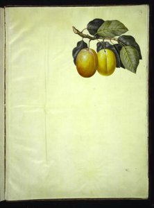 Prunus domestica (blomme) alkotó: Hans Simon Holtzbecker