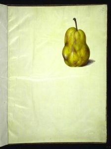 Pyrus communis (közönséges körte) alkotó: Hans Simon Holtzbecker