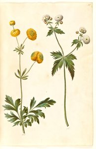 Ranunculus acris (aranygombos boglárka); Ranunculus aconitifolius (ezüstgombos boglárka) alkotó: Hans Simon Holtzbecker