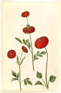 Ranunculus asiatica (have-ranunkel) alkotó: Hans Simon Holtzbecker