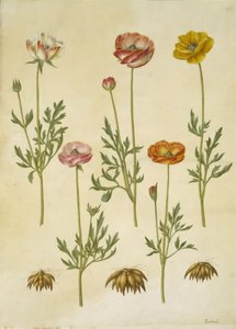 Ranunculus asiatica (have-ranunkel) alkotó: Hans Simon Holtzbecker