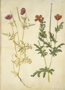Roemeria hybrida (ibolya hornvalmue); Glaucium horniculatum (rød hornskulpe) alkotó: Hans Simon Holtzbecker