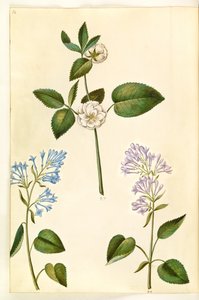 Rosa (?) (rózsa); Syringa vulgaris (közönséges sóska) alkotó: Hans Simon Holtzbecker