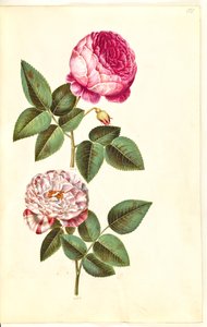 Rosa × centifolia (centifolie-rózsa); Rosa gallica versicolor ("Rosa Mundi")