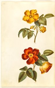Rosa foetida (sárga rózsa); Rosa foetida (török ​​rózsa) alkotó: Hans Simon Holtzbecker