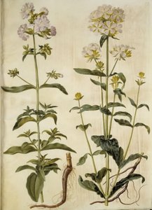 Saponaria officinalis (közönséges szappanfű) alkotó: Hans Simon Holtzbecker