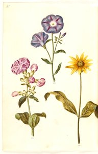 Saponaria officinalis (közönséges szappanfű); Convolvulus tricolor (leányszoknya); Helianthus (?) (napraforgó faj) alkotó: Hans Simon Holtzbecker