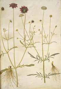 Scabiosa atropurpurea (enkeblomst); Scabiosa columbaria (két-skabióz) alkotó: Hans Simon Holtzbecker