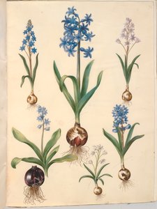 Scilla bifolia (tobladet skilla); keleti jácint (almindelig jácint); gyönyörű skilla (himmelblå skilla) alkotó: Hans Simon Holtzbecker