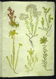 Sempervivum arachnoideum (pókhálós házihagyma); Sedum album (fehér kőfű); Sedum acre (harapós kőfű); Sedum rupestre (hegyi kőfű); Sedum sexangulare (hatsoros kőfű) alkotó: Hans Simon Holtzbecker