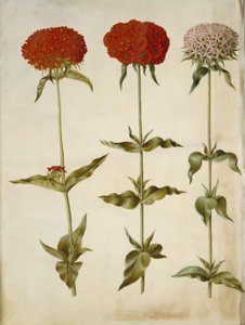 Silene chalcedonica (égő szerelem) alkotó: Hans Simon Holtzbecker