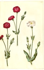 Silene coronaria (koronás tengeri sün) alkotó: Hans Simon Holtzbecker
