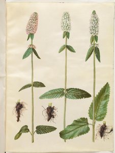 Stachys officinalis (orvosi betónia) alkotó: Hans Simon Holtzbecker