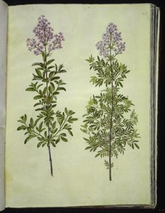 Syringa ×laciniata (karéjos sóska) alkotó: Hans Simon Holtzbecker