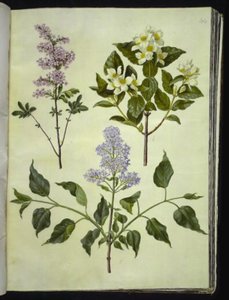 Syringa ×persica (perzsa sóska); Philadelphus coronarius (illatos pipafa); Syringa vulgaris (közönséges sóska) alkotó: Hans Simon Holtzbecker