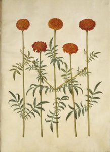 Tagetes patula (rácsos bársonyvirág) alkotó: Hans Simon Holtzbecker