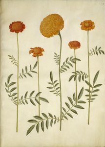 Tagetes patula (rácsos bársonyvirág); Tagetes erecta (felálló bársonyvirág) alkotó: Hans Simon Holtzbecker