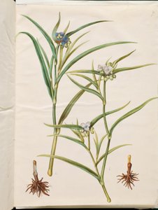 Tradescantia virginiana vagy Tradescantia ohiensis (virágzsidó vagy ohioi virágzsidó) alkotó: Hans Simon Holtzbecker