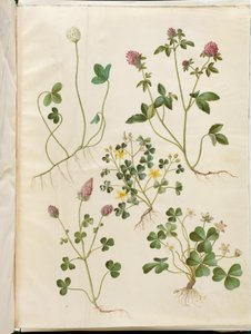 Trifolium repens (fehérhere); Trifolium pratense (vöröshere); Oxalis corniculata (savanyú lóhere); Trifolium incarnatum (vérhere); Oxalis acetosella (sóska)