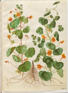 Tropaeolum minus (kis virágos zsázsa) alkotó: Hans Simon Holtzbecker