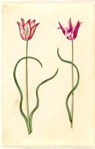Tulipa clusiana (clusius-tulipán) alkotó: Hans Simon Holtzbecker
