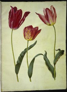 Tulipa gesneriana (have-tulipán) alkotó: Hans Simon Holtzbecker