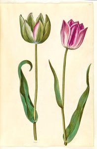 Tulipa gesneriana (have-tulipán)