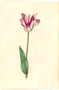 Tulipa gesneriana (have-tulipán) alkotó: Hans Simon Holtzbecker