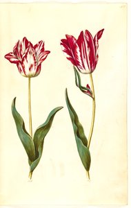 Tulipa gesneriana (have-tulipán) alkotó: Hans Simon Holtzbecker