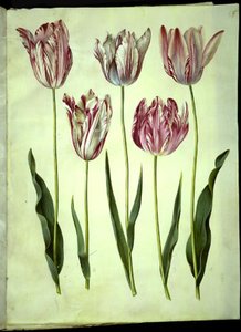 Tulipa gesneriana (have-tulipán) alkotó: Hans Simon Holtzbecker