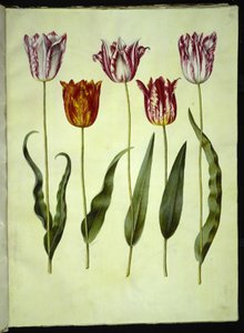 Tulipa gesneriana (have-tulipán) alkotó: Hans Simon Holtzbecker