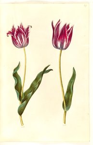 Tulipa gesneriana (have-tulipán) alkotó: Hans Simon Holtzbecker