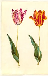 Tulipa gesneriana (have-tulipán) alkotó: Hans Simon Holtzbecker