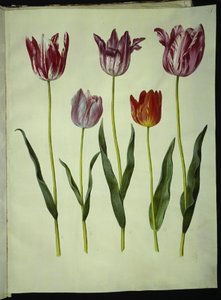 Tulipa gesneriana (have-tulipán) alkotó: Hans Simon Holtzbecker