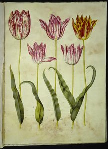 Tulipa gesneriana (have-tulipán) alkotó: Hans Simon Holtzbecker