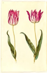 Tulipa gesneriana (have-tulipán) alkotó: Hans Simon Holtzbecker