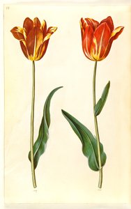 Tulipa gesneriana (have-tulipán) alkotó: Hans Simon Holtzbecker