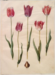 Tulipa gesneriana (have-tulipán) alkotó: Hans Simon Holtzbecker
