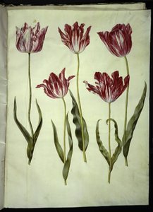 Tulipa gesneriana (have-tulipán) alkotó: Hans Simon Holtzbecker