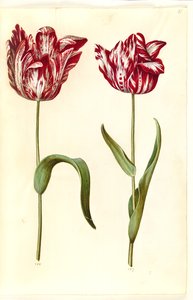 Tulipa gesneriana (have-tulipán) alkotó: Hans Simon Holtzbecker