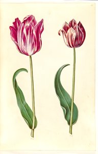 Tulipa gesneriana (have-tulipán) alkotó: Hans Simon Holtzbecker