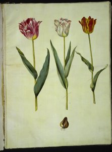 Tulipa gesneriana (have-tulipán) alkotó: Hans Simon Holtzbecker