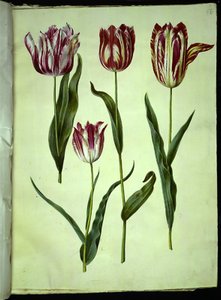 Tulipa gesneriana (have-tulipán) alkotó: Hans Simon Holtzbecker