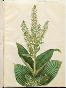 Veratrum album (fehér összecsukható levél) alkotó: Hans Simon Holtzbecker