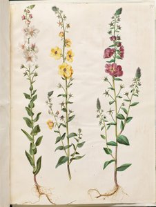 Verbascum blattaria (klase-kongelys); föníciai verbascum (lila-congelys) alkotó: Hans Simon Holtzbecker
