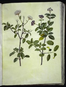 Viburnum tinus (téli hógolyó) alkotó: Hans Simon Holtzbecker