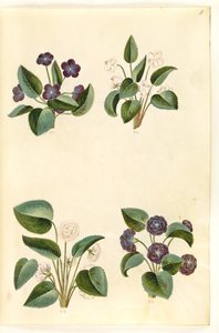 Viola odorata (marts-brácsa) alkotó: Hans Simon Holtzbecker
