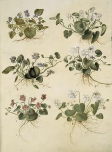 Viola odorata (marts-brácsa) alkotó: Hans Simon Holtzbecker